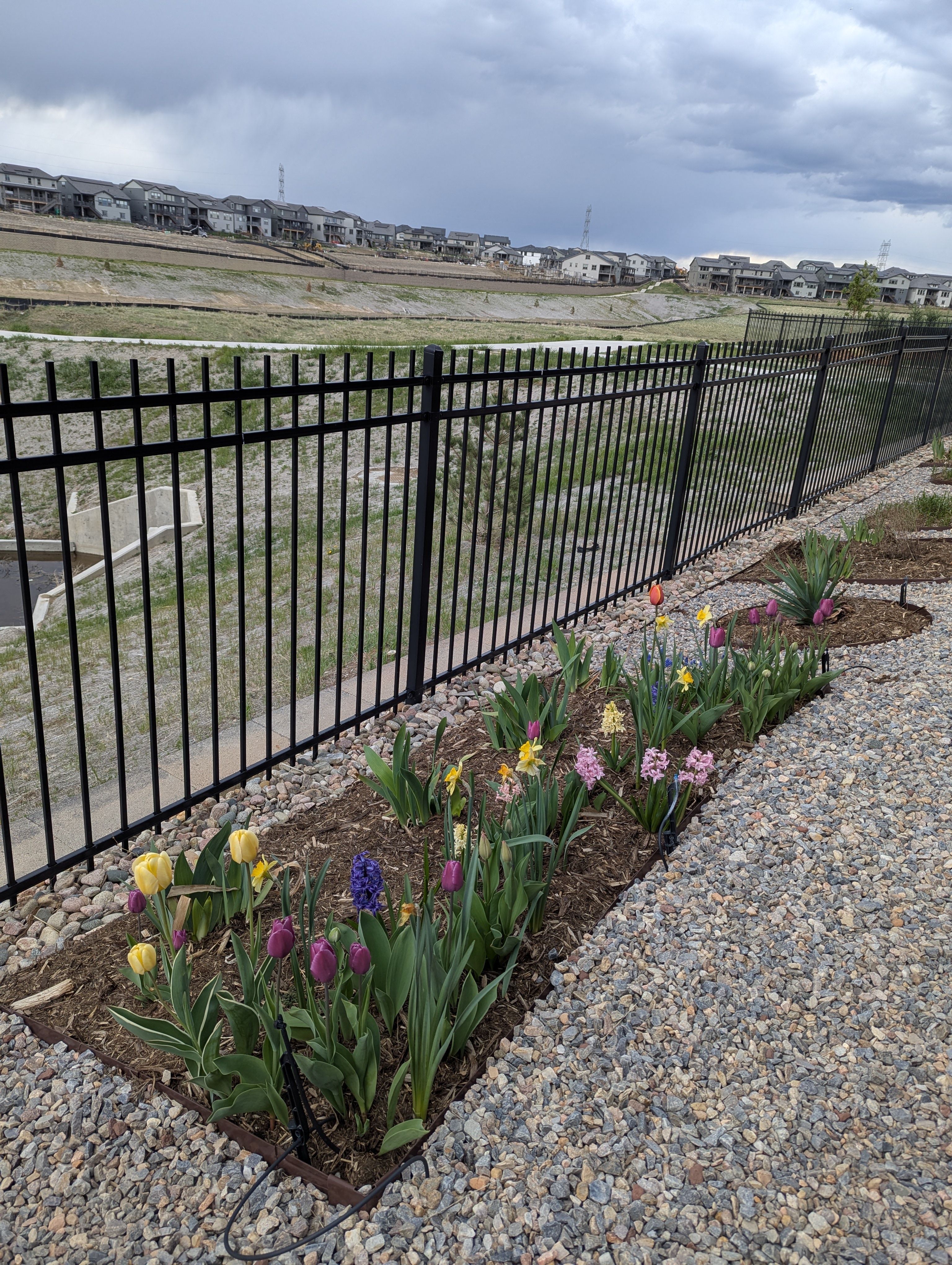 flowers, Morrison, Colorado